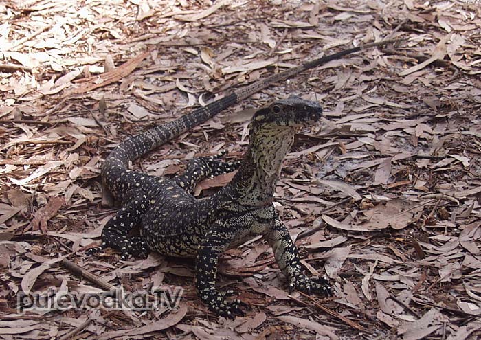 ����� ������ (Varanus gouldii). �. �������
