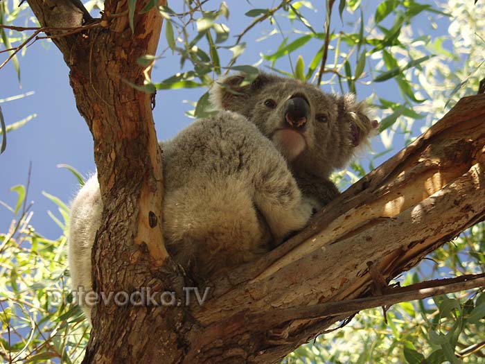 �����, ��� �������� ������� (Phascolarctos cinereus)