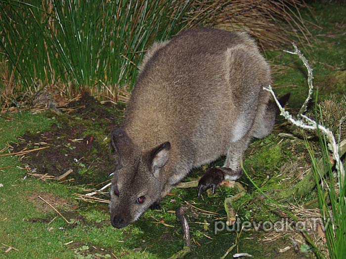 ����-����� ������� (Macropus rufogriseus) �� �������� �����