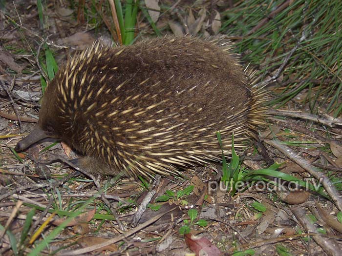 ������ (Tachyglossus aculeatus) �� �������� �����