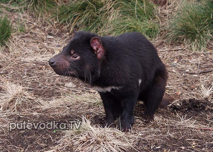 ������������ ������ (Sarcophilus harrisi)