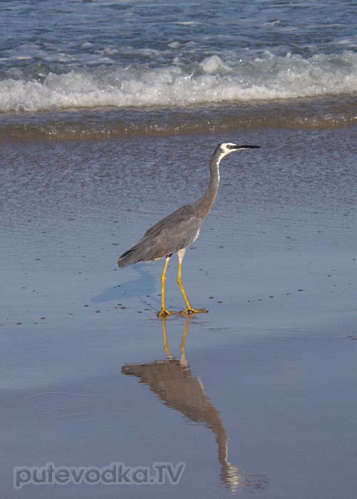 Белолицая цапля (Egretta novaehollandiae) Белолицая цапля (Egretta novaehollandiae)