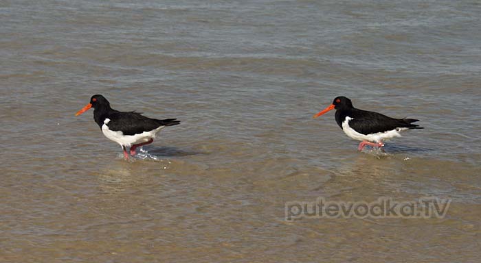 Австралийские кулики-сороки (Haematopus longirostris) Австралийские кулики-сороки (Haematopus longirostris)
