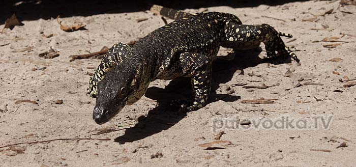 Варан Гульда (Varanus gouldii) Варан Гульда (Varanus gouldii)