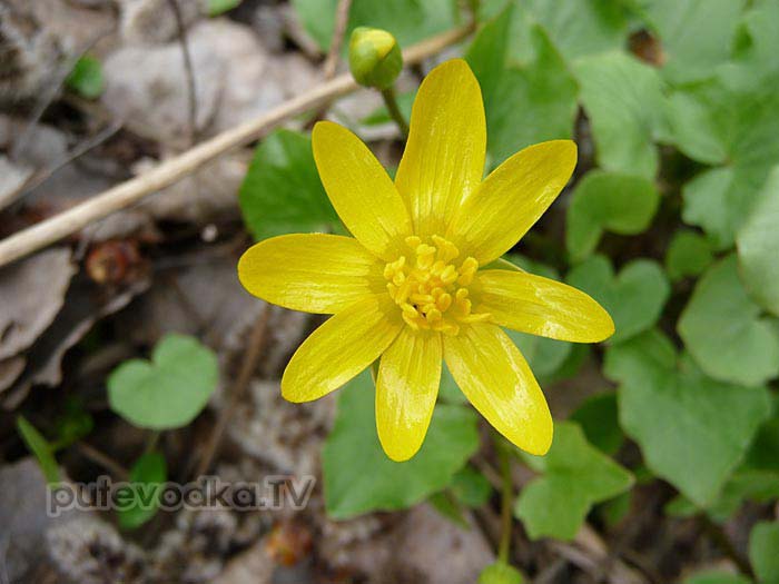   (Ficaria verna)