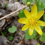 :   (Ficaria verna)