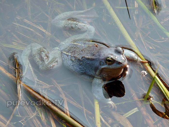   (Rana arvalis,   Rana terrestris)