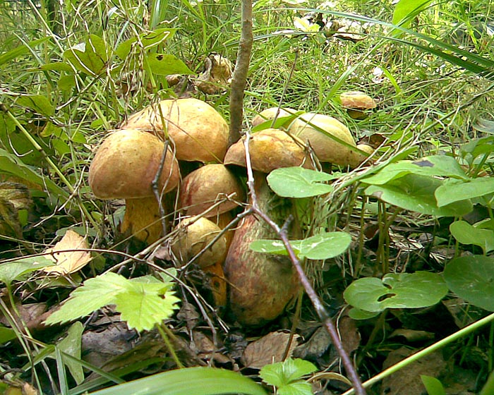   (Boletus erythropus)