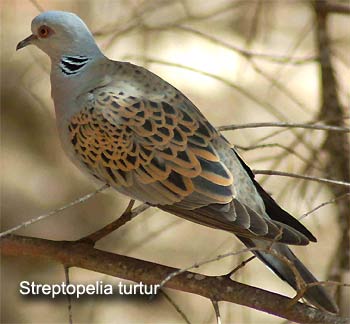  Streptopelia Turtur