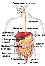 Пищеварение Пищеварение