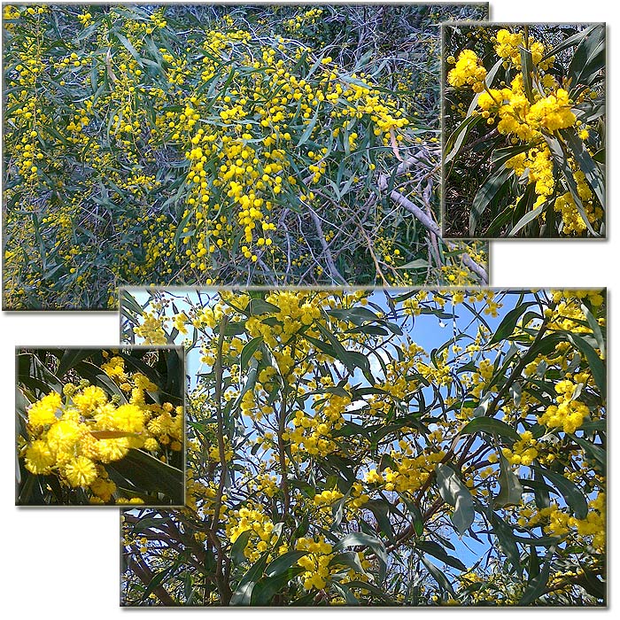 . .  . .    ,    ,     (Acacia saligna)