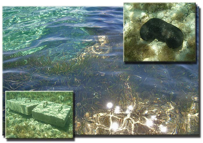 ������. ���������� ����. ������ �������� (Zakynthos). �������� ���������. ��� �����.