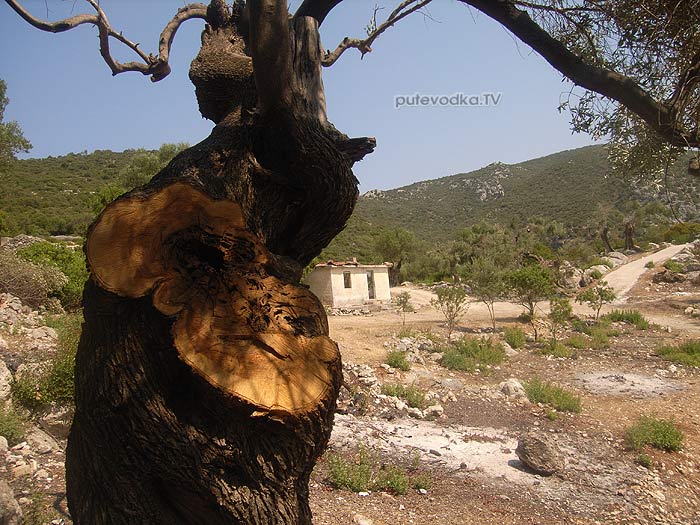 ������. ���������� ����. ������ ������� (Kalamos). ����������� �������������� 1953 ���� ������ ���� ���� (Port Leone) � ����������� �����.