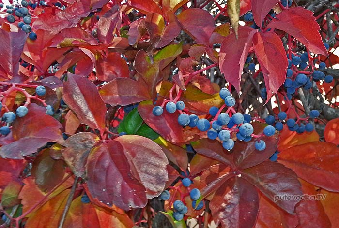 ������. ����������. �������. �����.