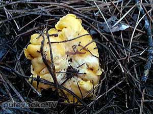   (Cantharellus cibarius)