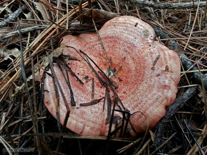   (Lactarius deliciosus)