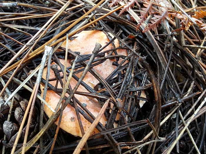   (Lactarius deterrimus)