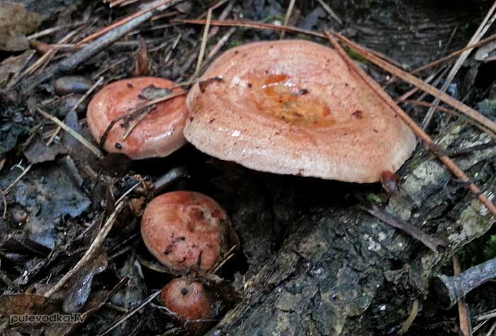   (Lactarius deterrimus)