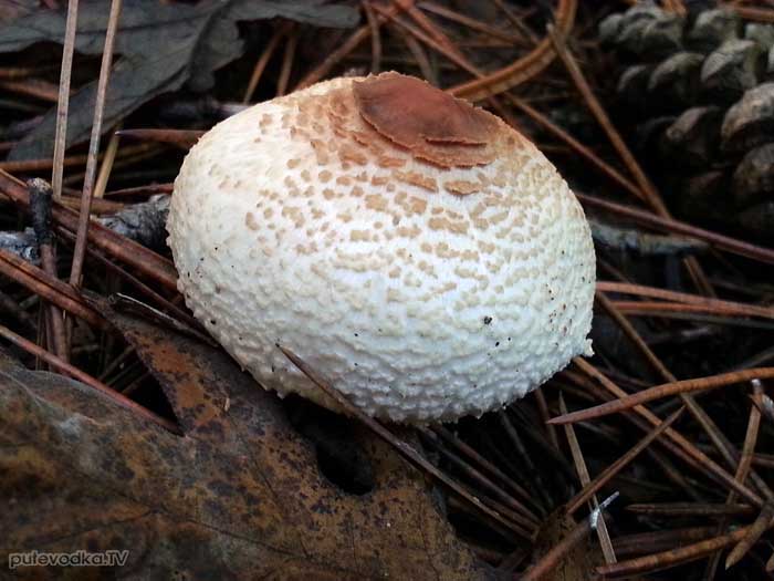  ,     (Lepiota cristata)