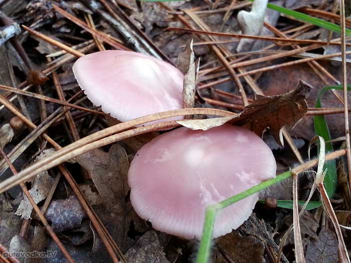  ,    (Mycena rosea)