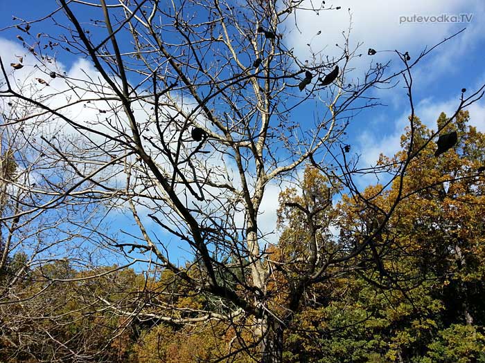 Осеннее дерево грецкого ореха