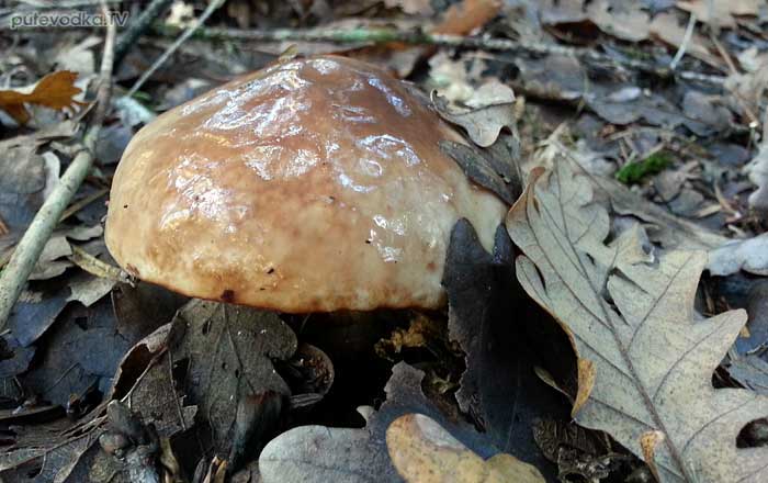   (Suillus luteus)