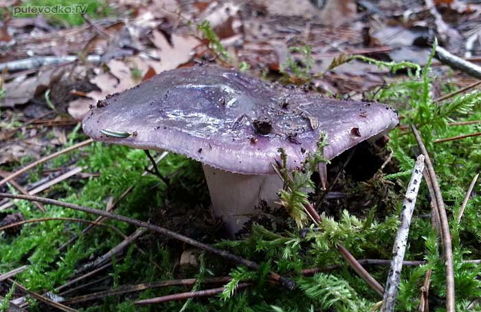  - (Russula cyanoxantha)