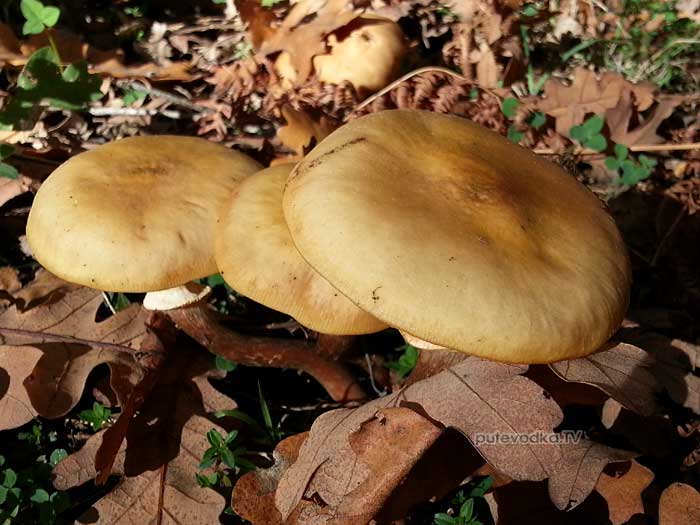  ,     (Armillaria mellea)