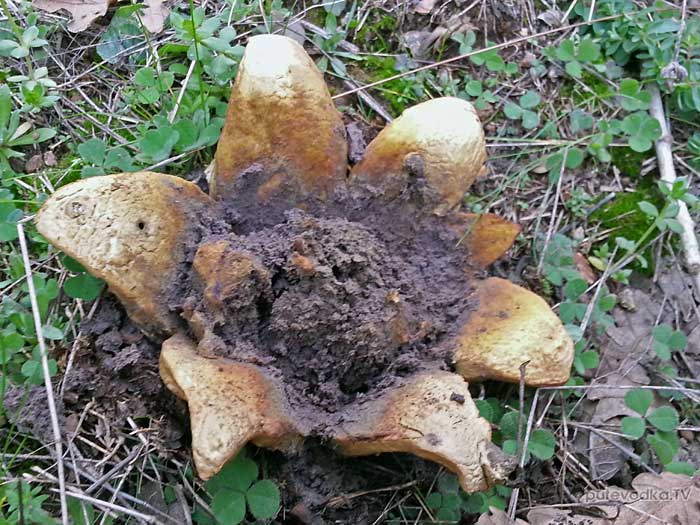  ,     (Geastrum fimbriatum)