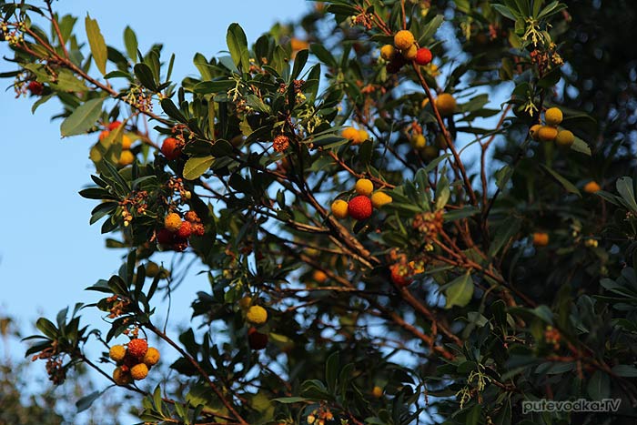 ����������� ������ (Arbutus Andrachne) ��������� ���������� (Ericaceae)