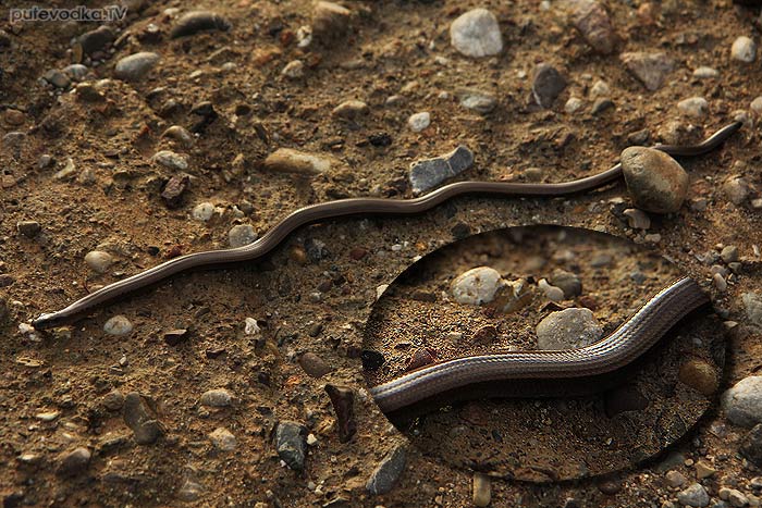 �������� ������� ������ ����������, ��� �� �������� (Anguis fragilis)