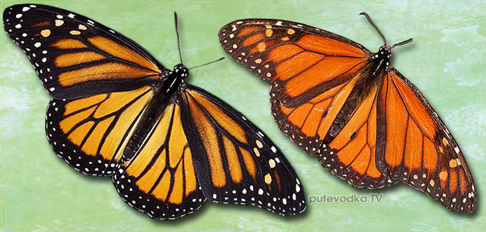 ������� ������� ������ (Danaus plexippus)