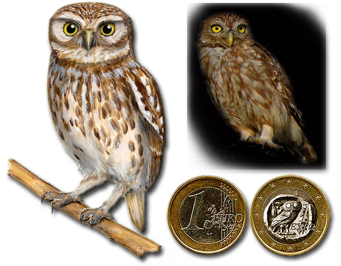 ���� ������� (Athene noctua)