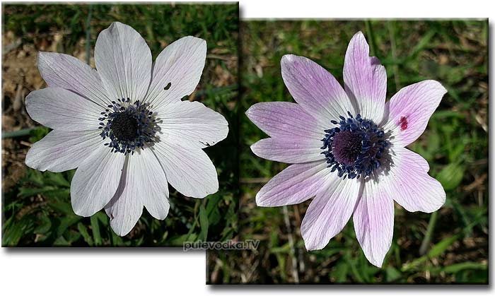 19.03.2013.  . . .   (Anemone coronaria).  .