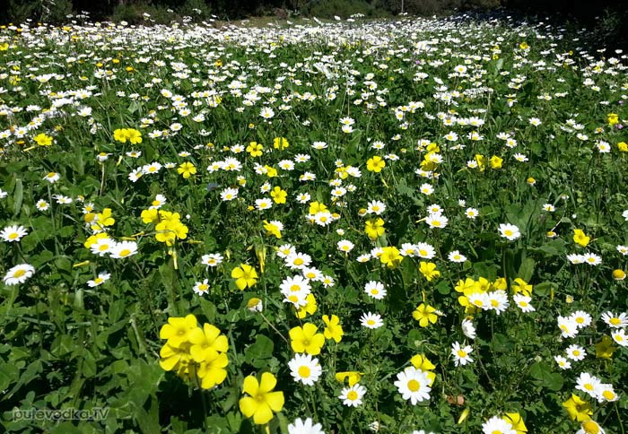19.03.2013. ������. ����������. ����. ������� ���� ������� (��������&nbsp;&mdash; Tanacetum cinerariifolium) � ������ (������� �����&nbsp;&mdash; Oxalis pes-caprae)..