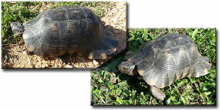 20.03.2013.  . . .    (Testudo marginata).