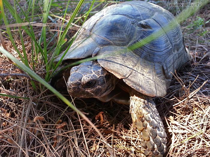 20.03.2013.  . . .    (Testudo marginata).