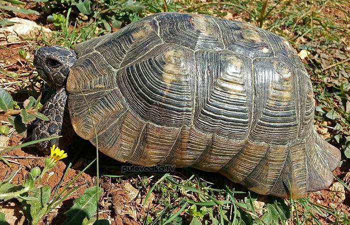 20.03.2013.  . . .    (Testudo marginata).