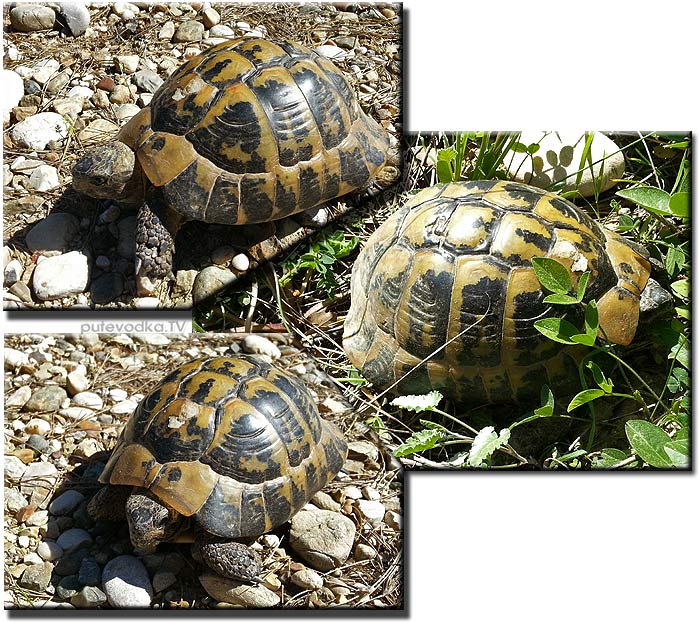 20.03.2013.  . . .  ,    ,     (Testudo graeca).