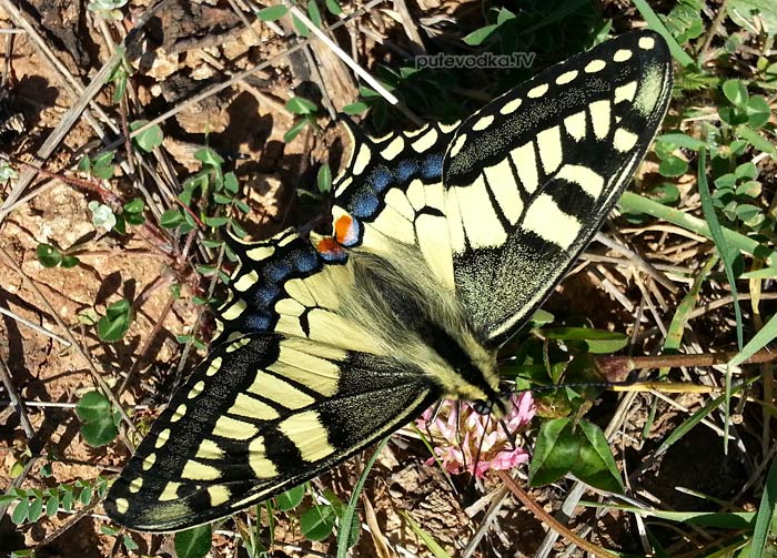 20.03.2013.  . . .  (Papilio machaon)        .