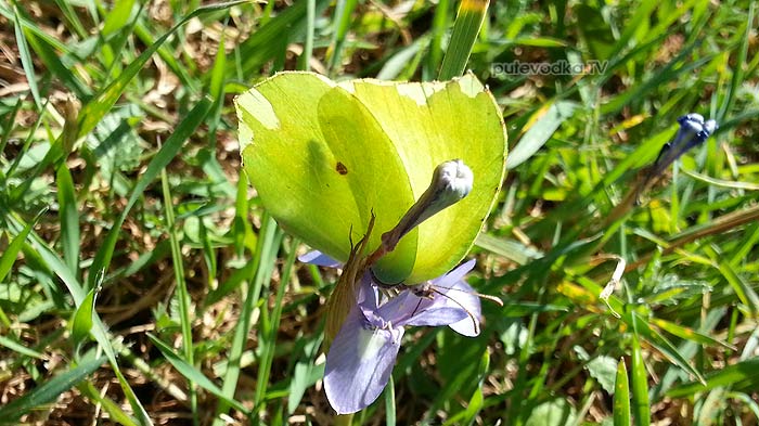 20.03.2013.  . . .    (Gonepteryx rhamni).