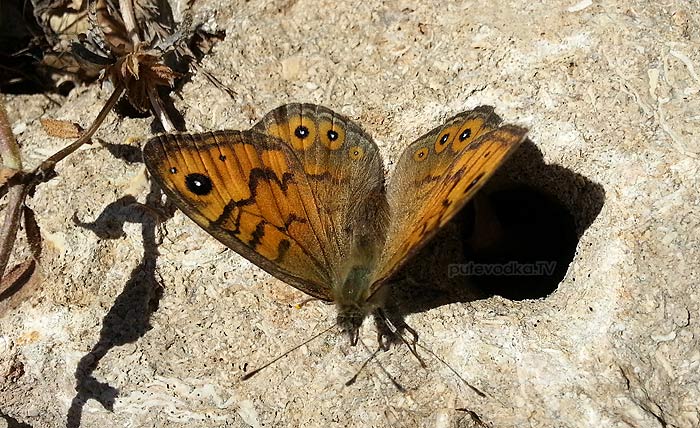 20.03.2013.  . . .    (Lasiommata megera), . Nymphalidae,   (Satyrinae).