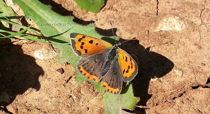 20.03.2013.  . . .   (Lycaena phlaeas)      .