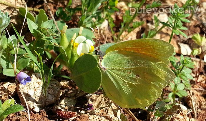 ���������� ��������� (Gonepteryx cleopatra)