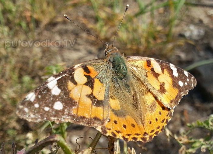 ��������� (Vanessa cardui)