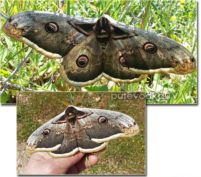 ������������� ��������, ��� ������� ������ �������� ���� (Saturnia pyri) � ������� �� ��������� �������������.