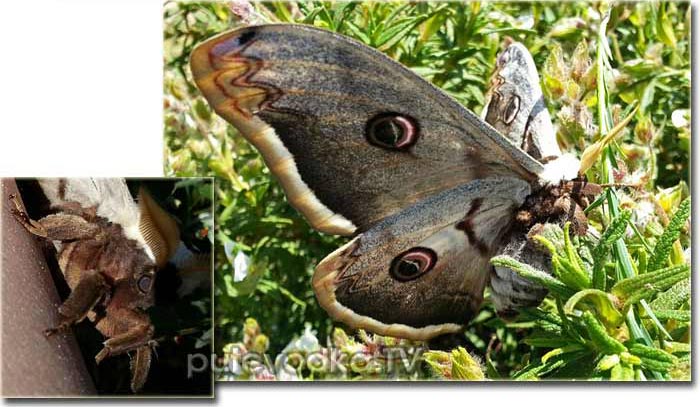 ������������� �������� ��� ������� ������ �������� ���� (Saturnia pyri) � ������� �� ��������� �������������.
