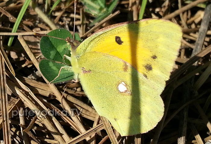 �������� ���������� (Colias croceus)