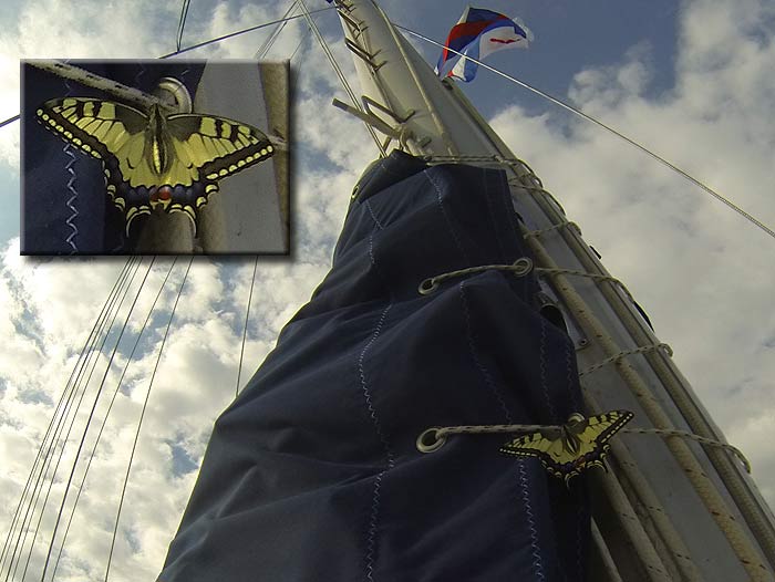 ���� �������. ������� ������ (Papilio machaon) �� �����.