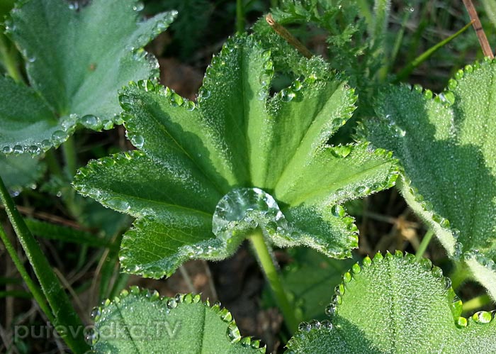 �������� ������������ (Alchemilla vulgaris)